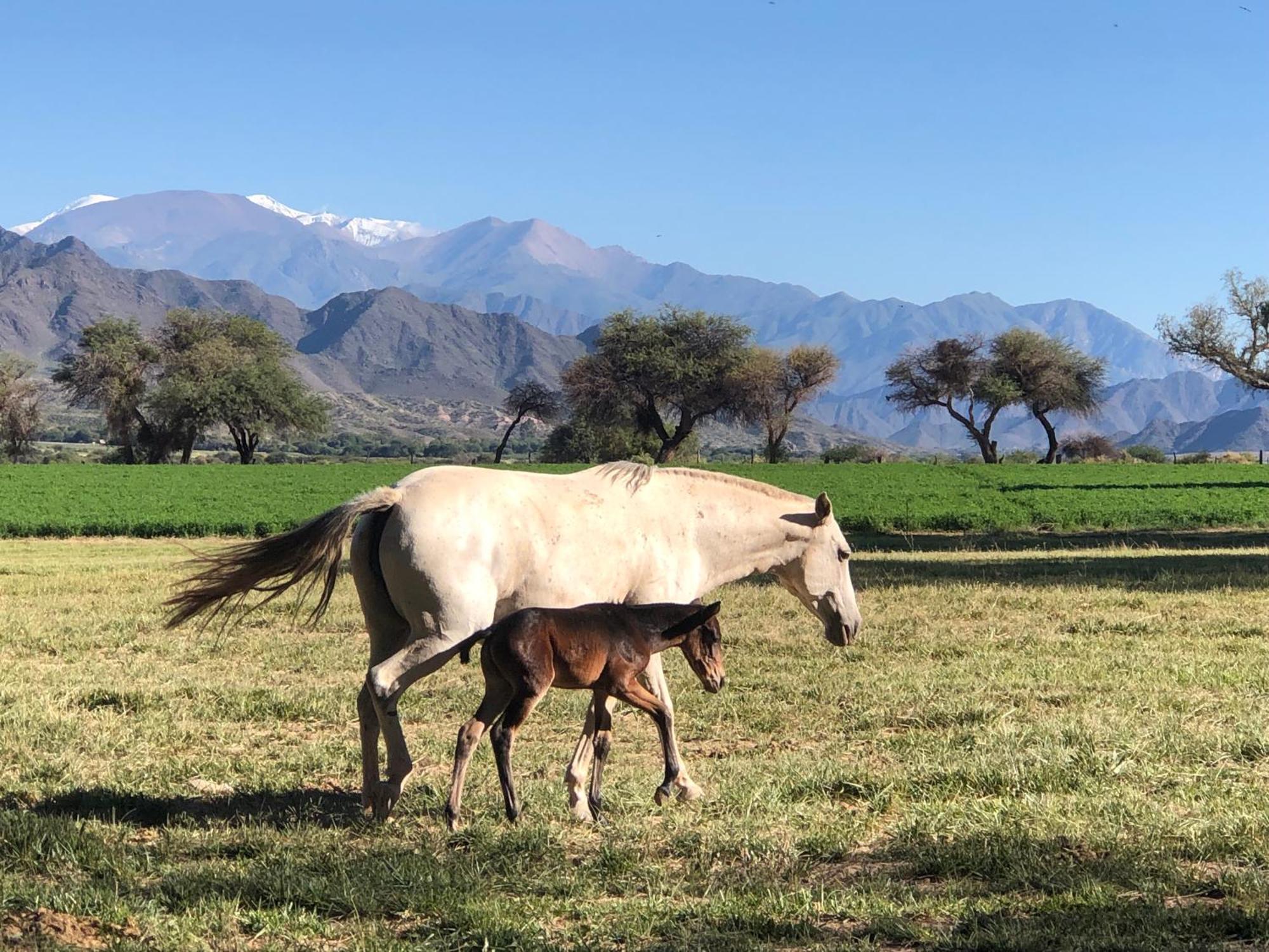 Estancia Banda Grande - Horse & Hiking Safaris Molinos Bagian luar foto
