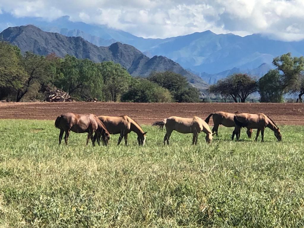 Estancia Banda Grande - Horse & Hiking Safaris Molinos Bagian luar foto